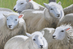 Five-Crowded-Sheep2